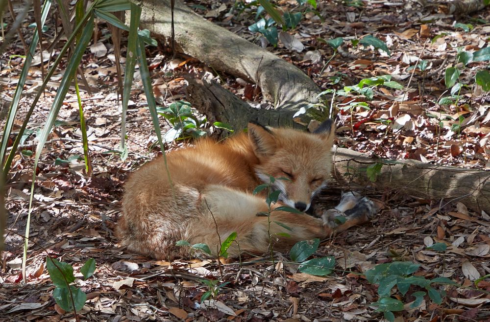                         A red fox dozes at the Tallahassee Museum, a history, nature, and wildlife museum in Tallahassee…