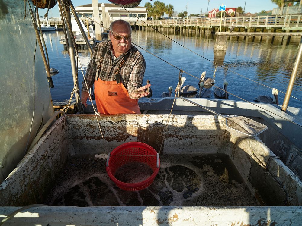                         To the rapt attention of hungry pelicans hoping for some scraps, Shrimper Donnie Foster sorts his…