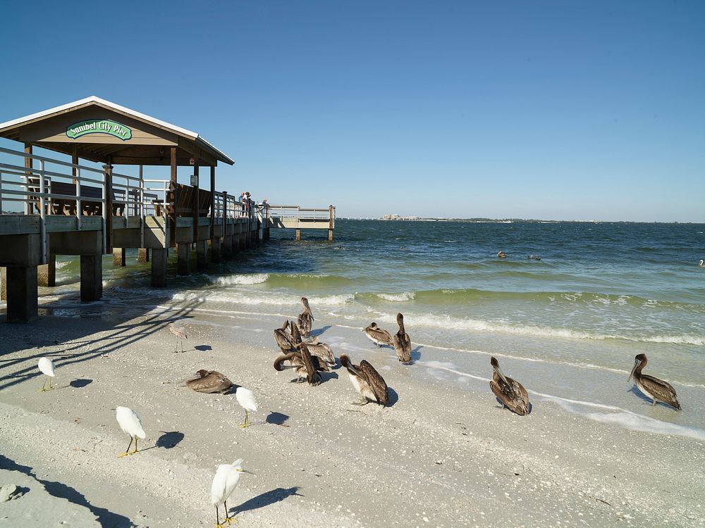                         Sea birds take the easy route, waiting for tidbits on the shore next to the fishing pier on Sanibel…