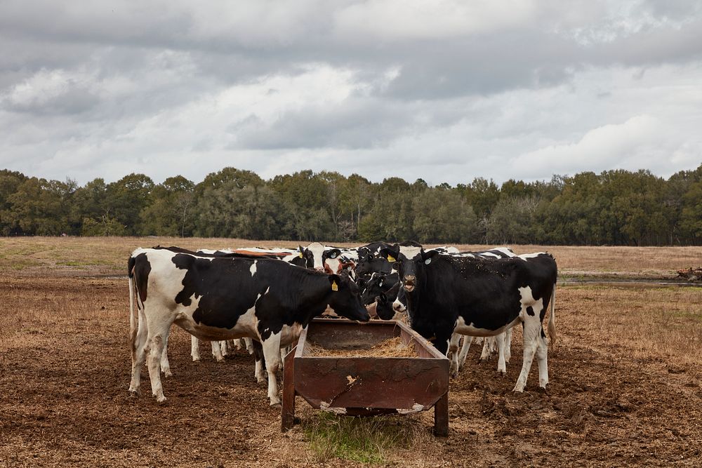                        Dairy cows feed near Live Oak, Florida                        