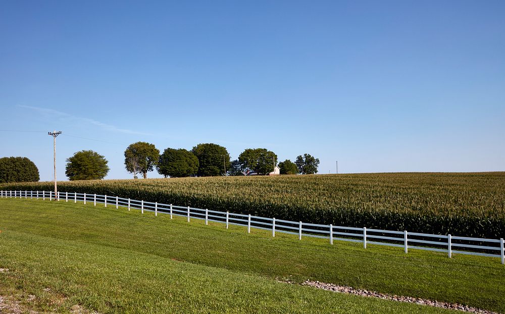                         A cornfield near Cadiz, Kentucky, whose appearance recalls words from "Oh What a Beautiful Mornin,"…