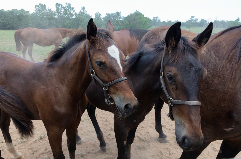                         Standardbred horses at Cane Run Farm, a breeding farm for Standardbred horses near Georgetown…