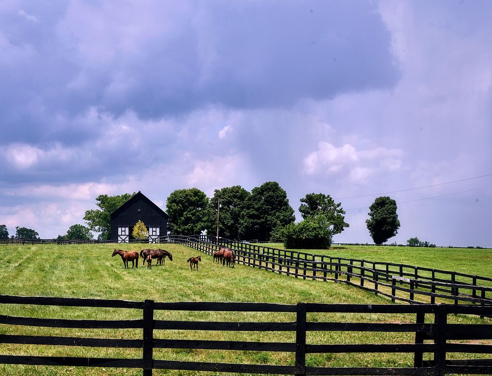                         A classic Kentucky "horse country" scene, featuring long black fences, free-ranging horses, and a…