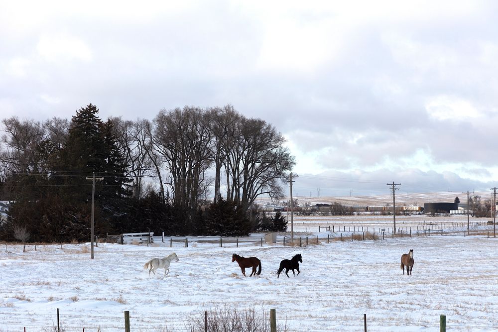                         Horses in a snowy field near the farm town of Chappell, in the western "panhandle" of Nebraska…