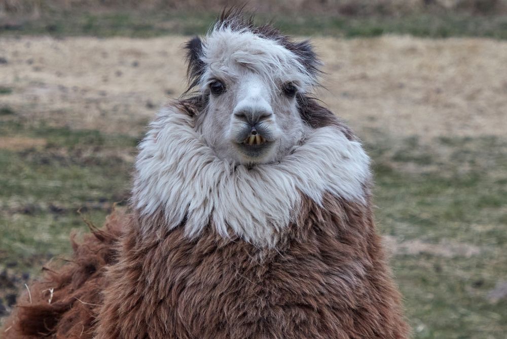                         Somewhat exotic animals, such as this furry beauty, perhaps an extra-fuzzy alpaca, are an unexpected…