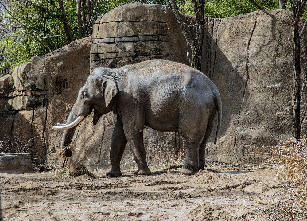                         An elephant in a carefully designed, and quite realistic, environment at the St. Louis Zoo…