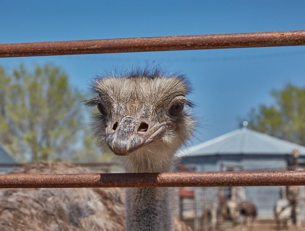 An ostrich gets up close and personal at the Hedrick Exotic Animal Farm, which doubles as a bed-and-breakfast inn from which…