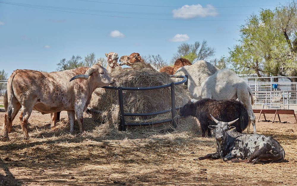                         Animals of various species, including a very longhorn steer, share feeding space at the Hedrick…