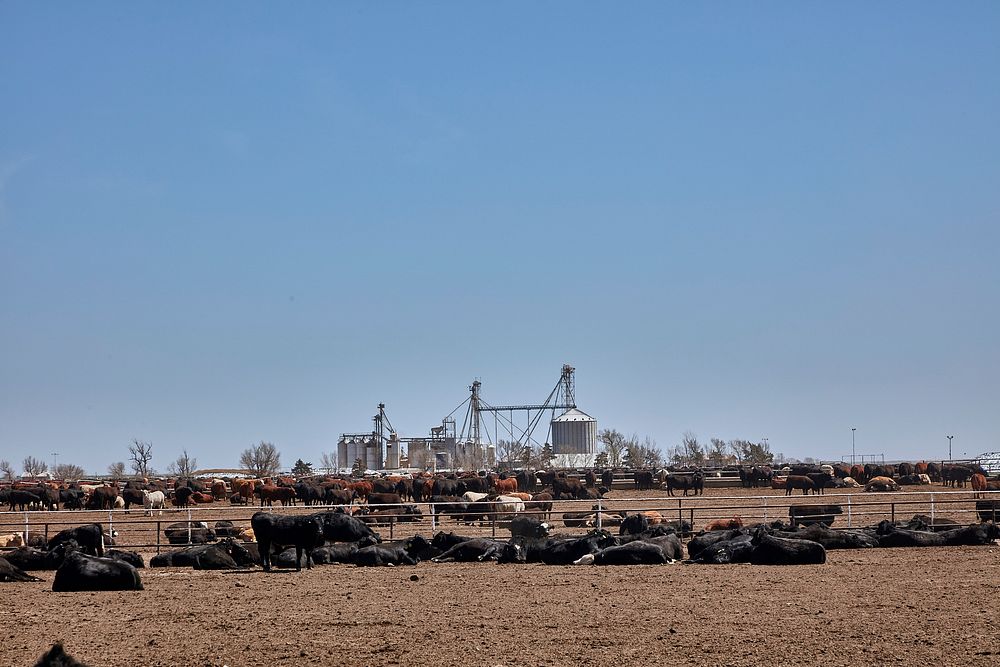                         Cattle in a feedlot outside Scott City, Kansas                        