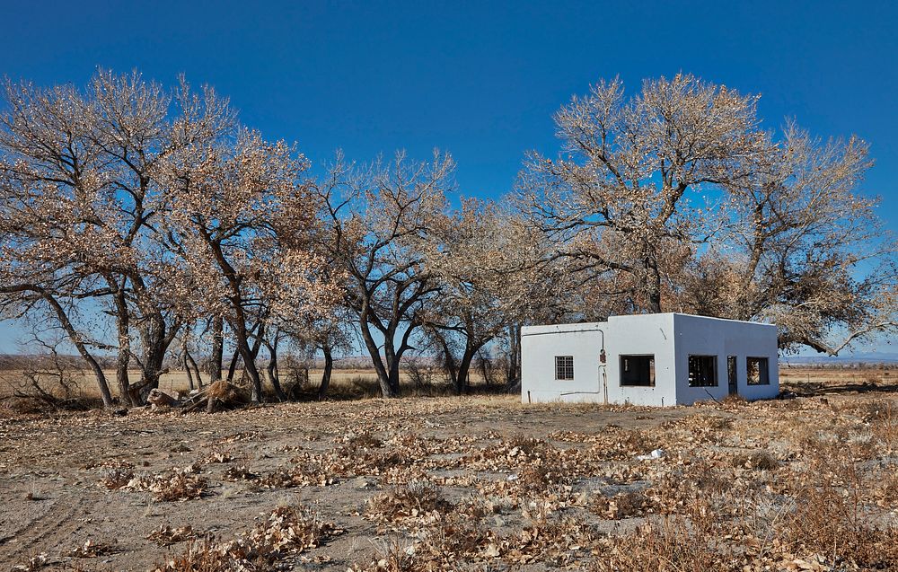                         Abandoned building under cottonwood trees, sporting their whitish winter look, near Bernilillo, New…