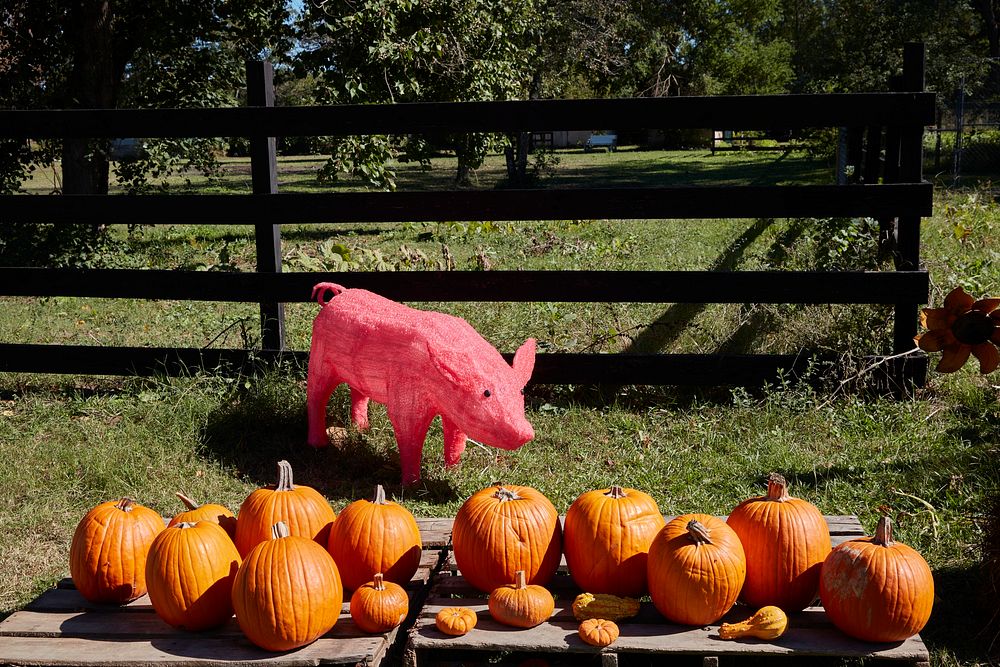                         A pink pig and pumpkins at the Jubilee Zoo, a petting zoo and farmstead play area for children, just…
