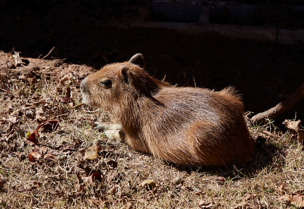                         A South American rodent rests at the Jubilee Zoo, a petting zoo and farmstead play area for…