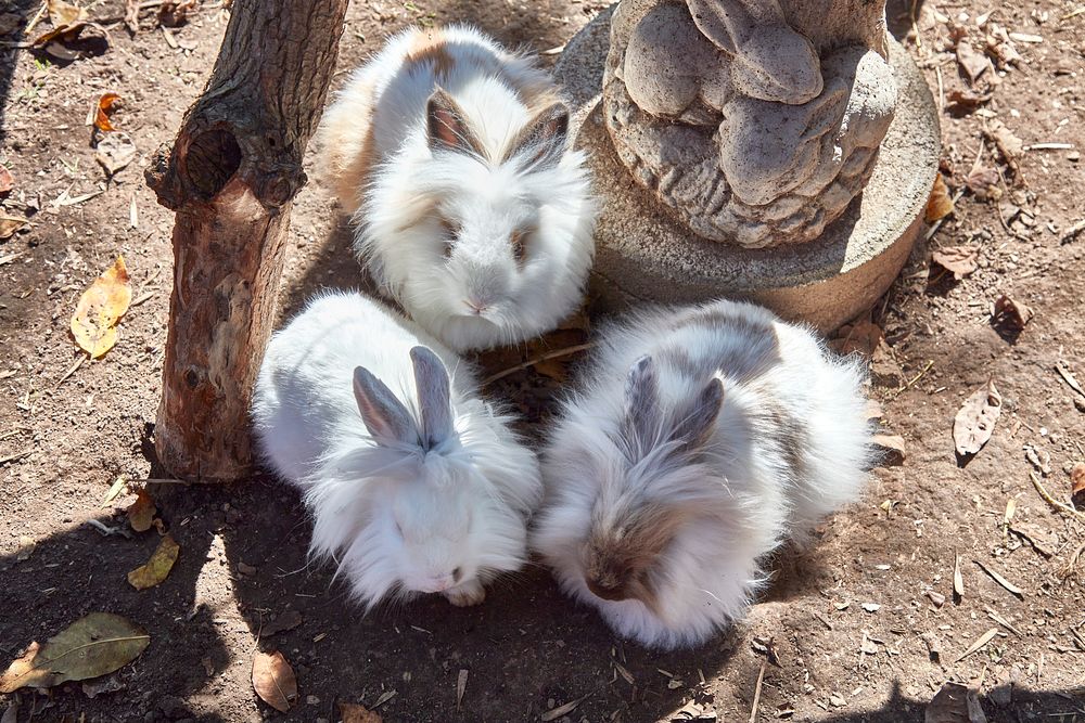                         Three bunnies gather beneath a small sculpture that looks a little bit like them at the Jubilee Zoo…