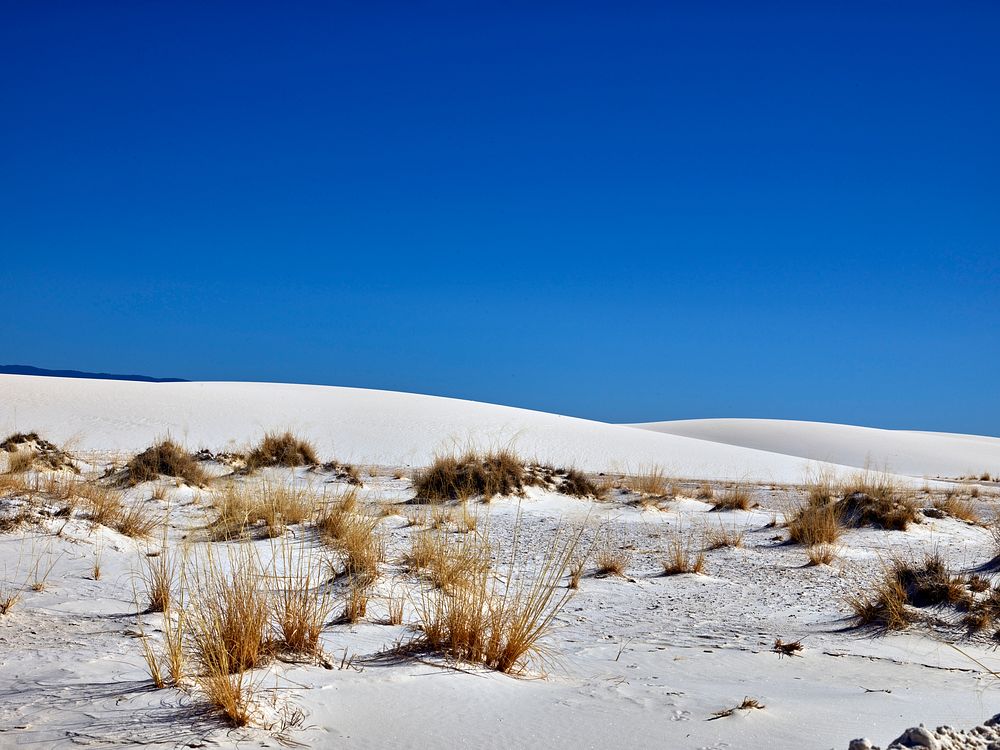                         Hardy plants jut through the surface at White Sands National Park in southern New Mexico's Tularosa…