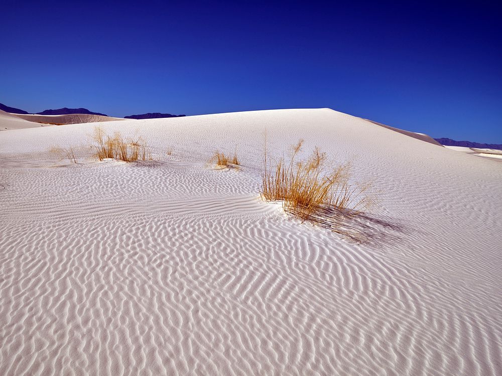                         Hardy plants jut through the surface at White Sands National Park in southern New Mexico's Tularosa…
