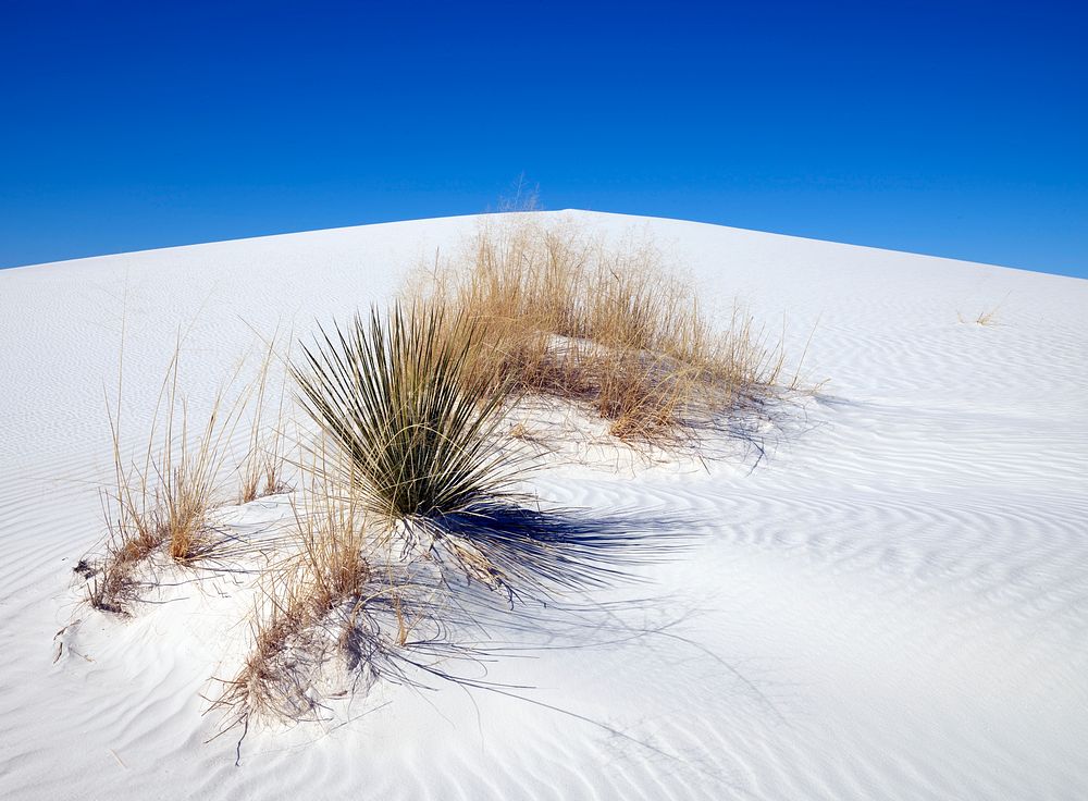                         Hardy plants jut through the surface at White Sands National Park in southern New Mexico's Tularosa…