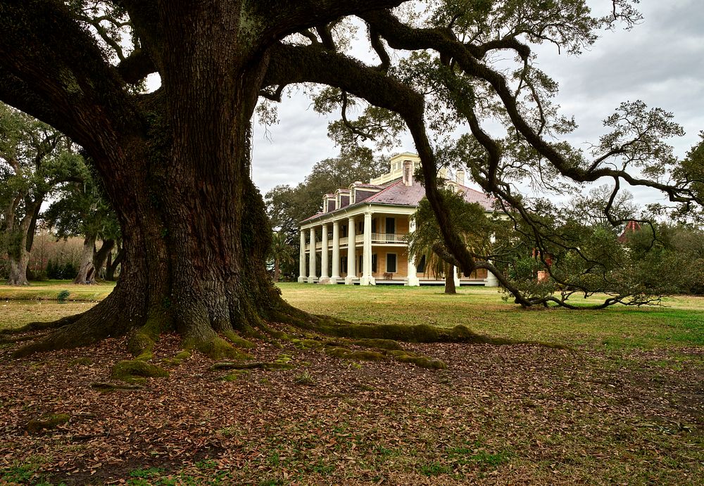                         View of the plantation mansion from the notable Burnside Oak at Houmas House and Gardens, a…