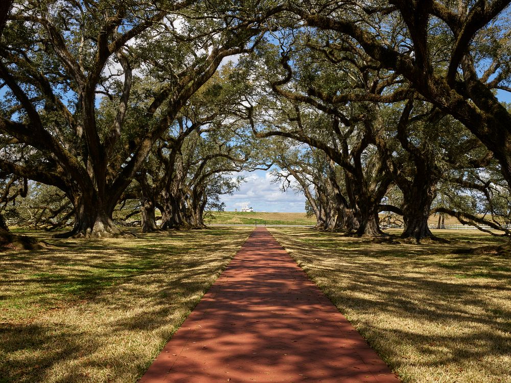                         The canopy, or "allée" in French, of 28 live-oak trees that gives Oak Alley Plantation in Vacherie…