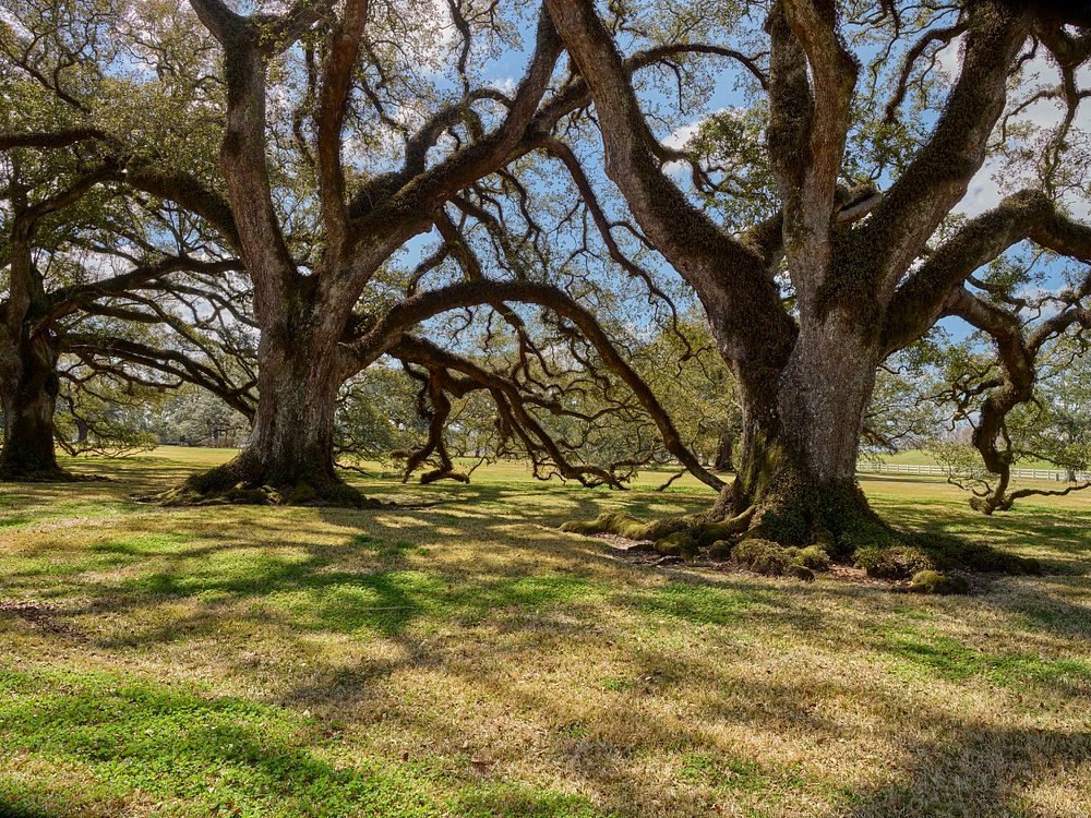                         Some of the 28 live-oak trees that form an 800-foot-long canopy, or "allée" in French, that gives…