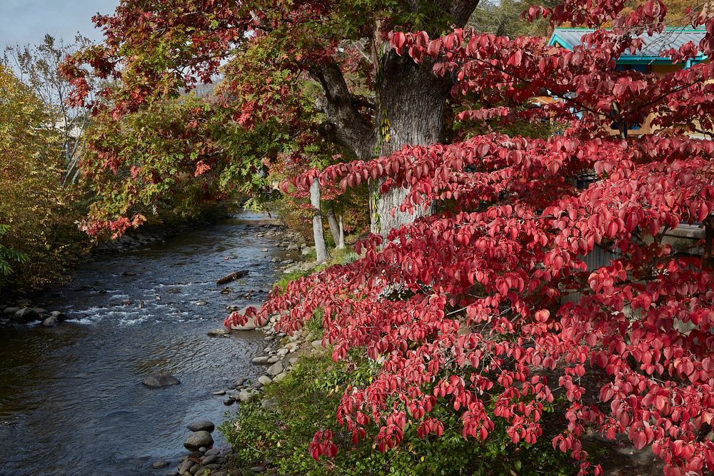                        Fall view along the Little River, flowing through Gatlinburg, a small city in southeast Tennessee…