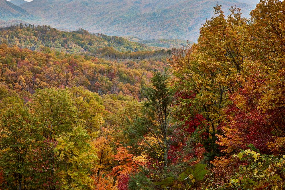                         Autumn splendor in the Tennessee portion of Great Smoky Mountains National Park, the most-visited…