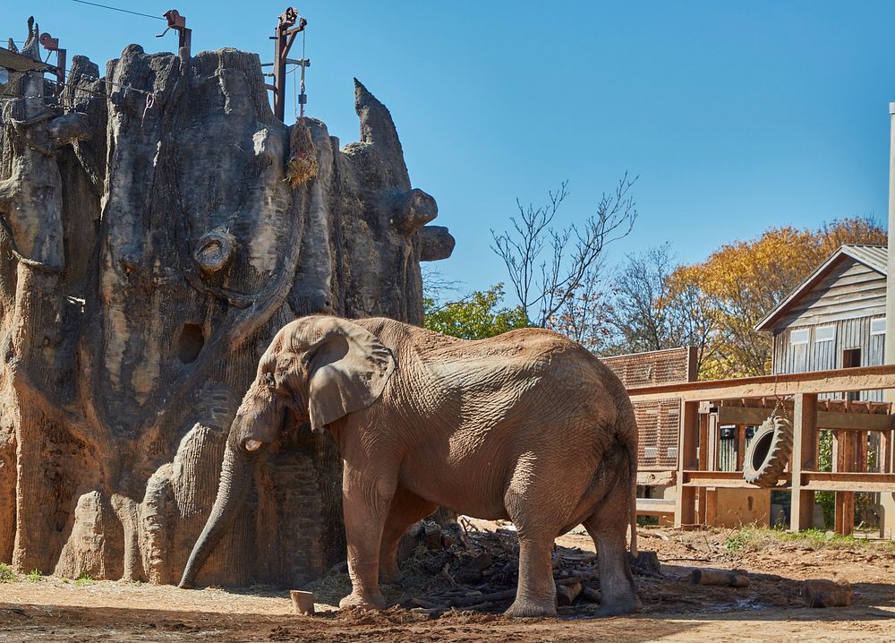                         The elephant habitat at Zoo Knoxville, a 53-acre zoological park that is home to about 800 animals…