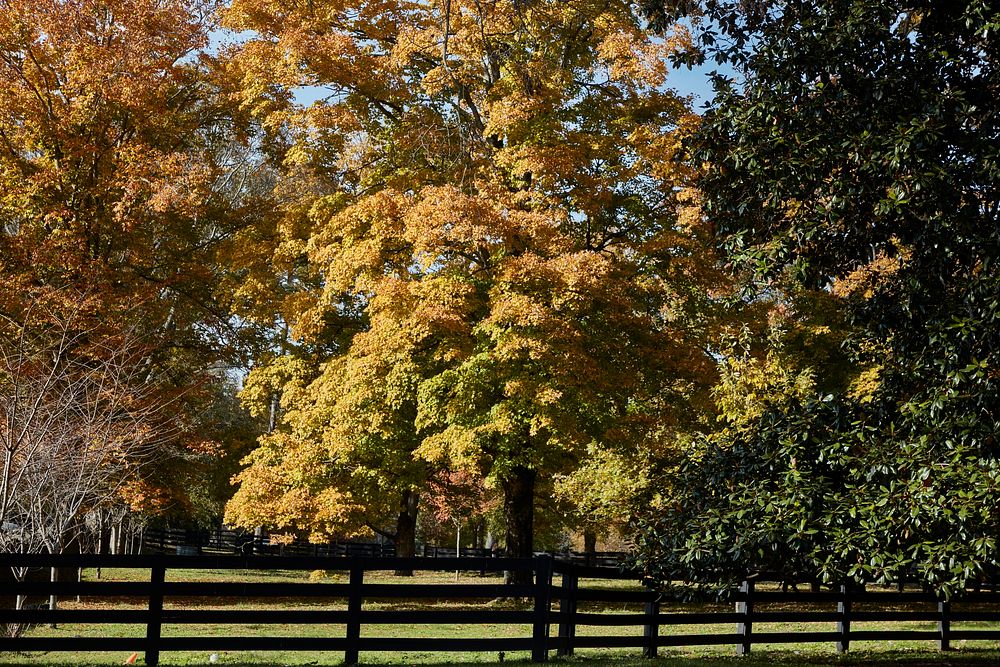                        Fall scene, including Kentucky-like black horse fencing, at Belle Meade Plantation in Nashville, the…