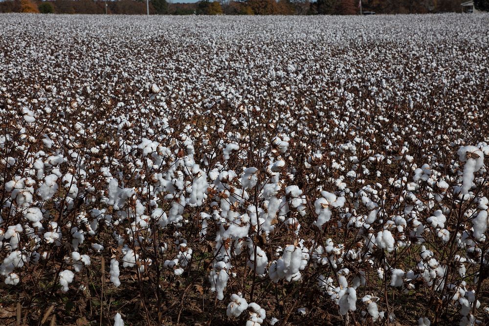                         Cotton field near Stantonville, Tennessee                        