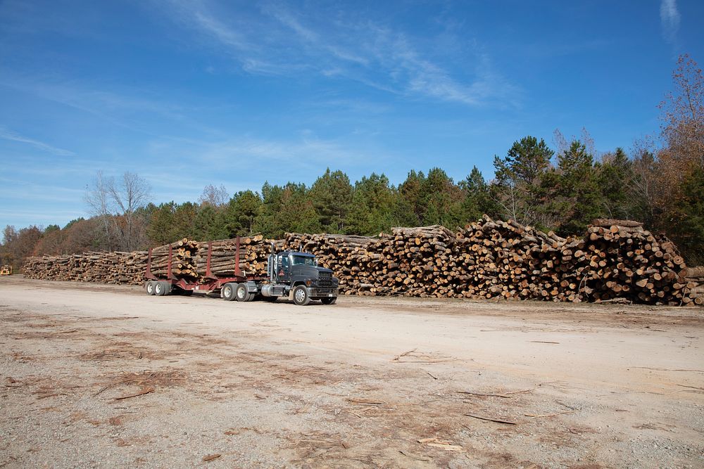                         The Verso lumberyard and sawmill operation near Bethel Springs, Tennessee                        