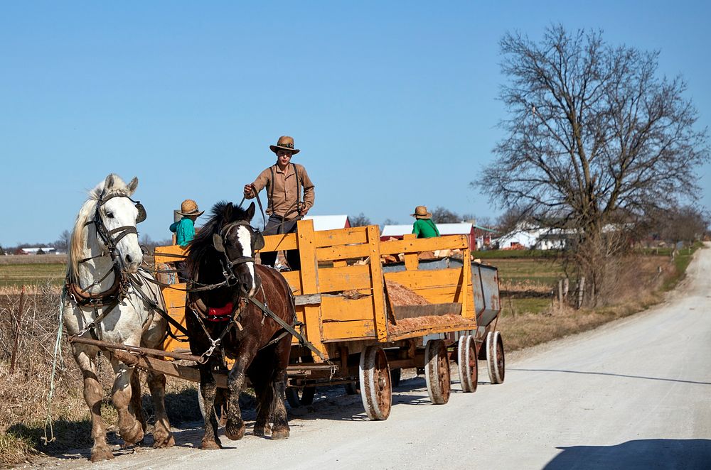                         An Amish man and three boys in a horse-drawn wagon pass in rural Missouri's "Amish County," near the…