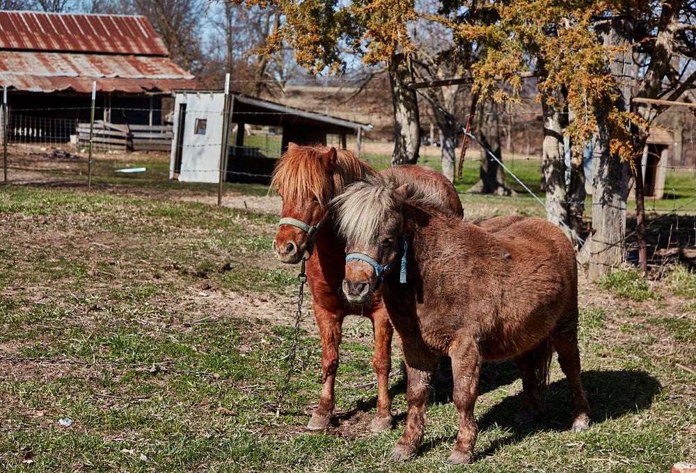                         A long-haired horse and her foal in rural Missouri's "Amish County," near the town of Clark         …