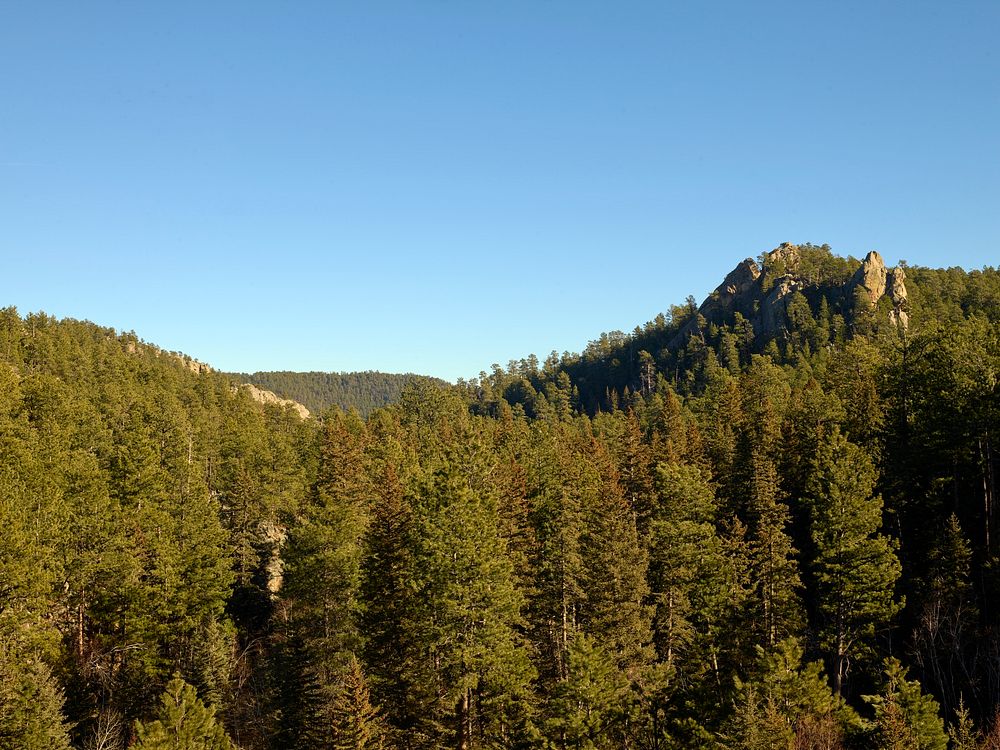                        Heavily forested rocky hillside near Keystone in the Black Hills of southwest South Dakota          …