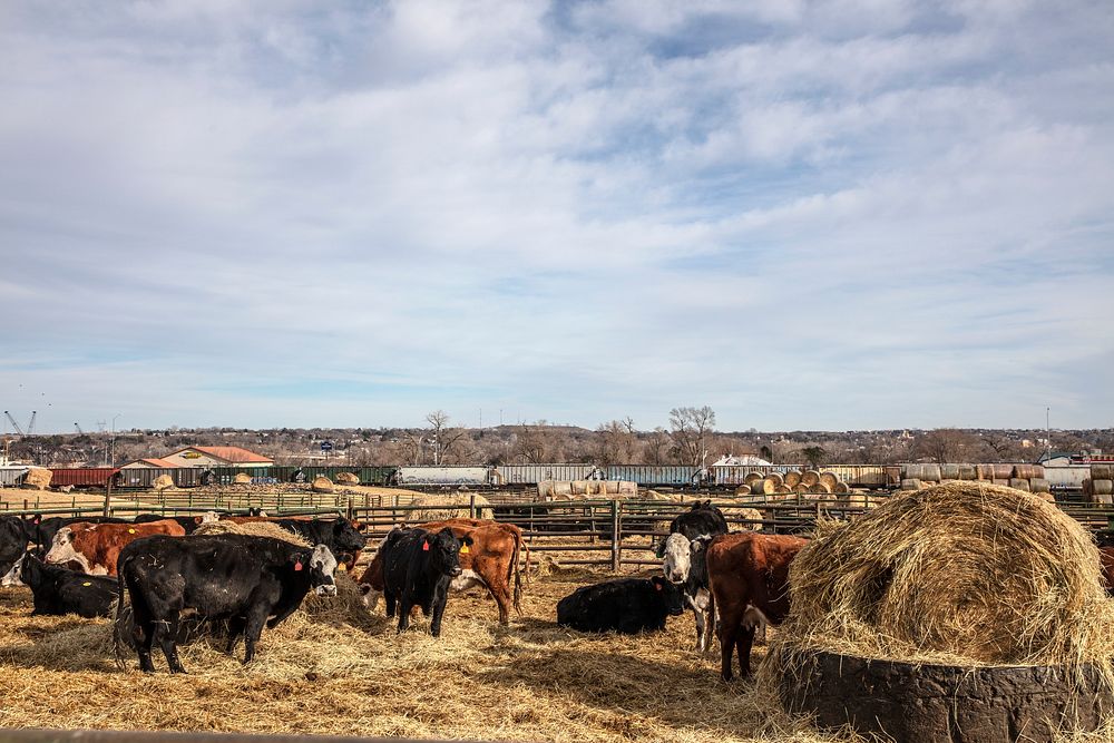                         Cattle munch hay in the Fort Pierre Livestock Auction company's feedlot in Fort Pierre, a small city…