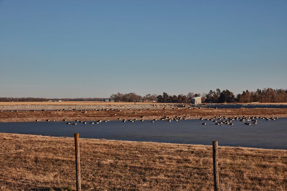                         Ducks on a pond, in magnitude, in Duncan, Nebraska                        