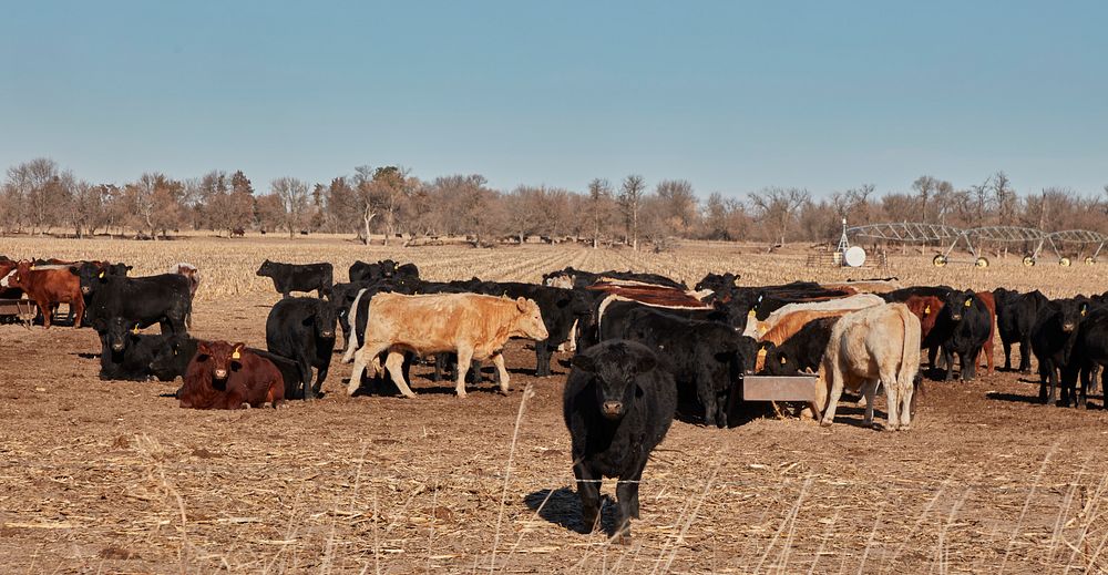                         Cattle feed on the outskirts of Grand Island, Nebraska                        
