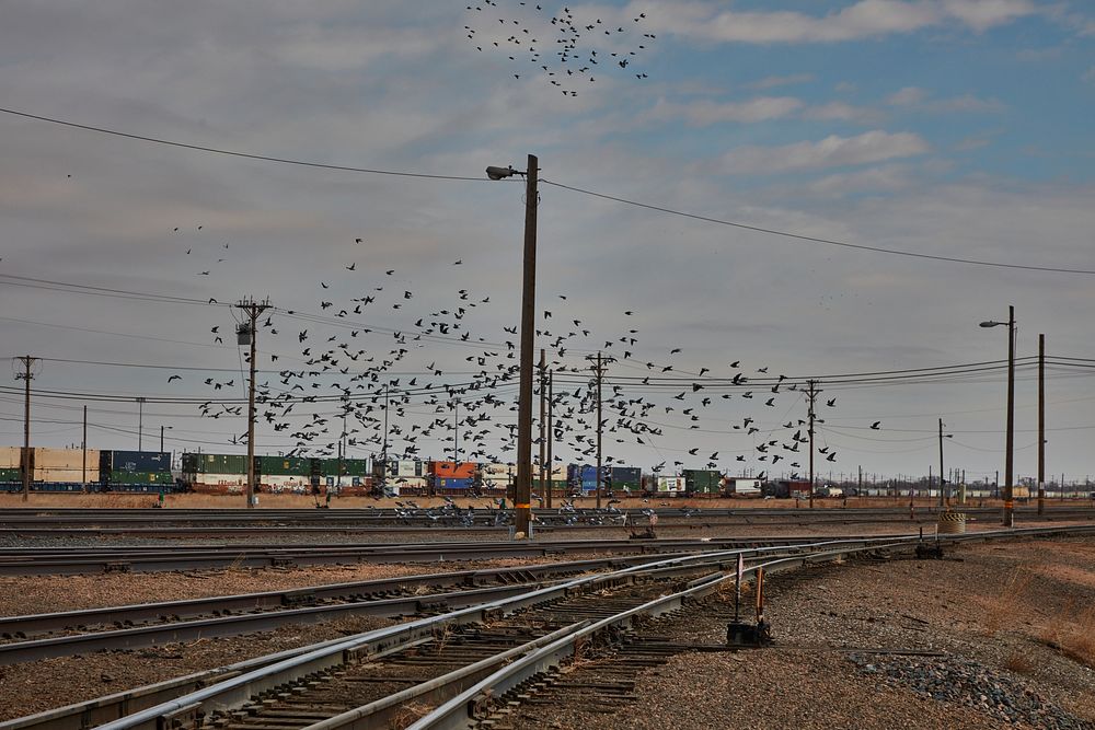                         Pigeons take flight at the Bailey Yards, as of 2022 the world's largest train classification yard…