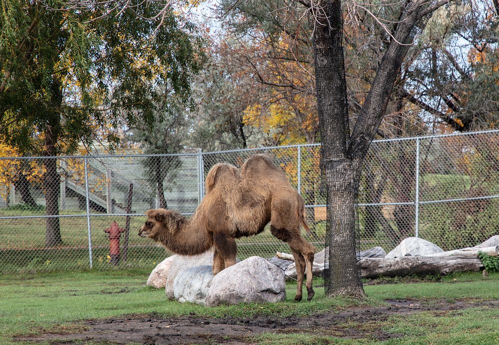                         A camel with two clearly defined humps at the Red River Zoo, a nonprofit zoological park that opened…