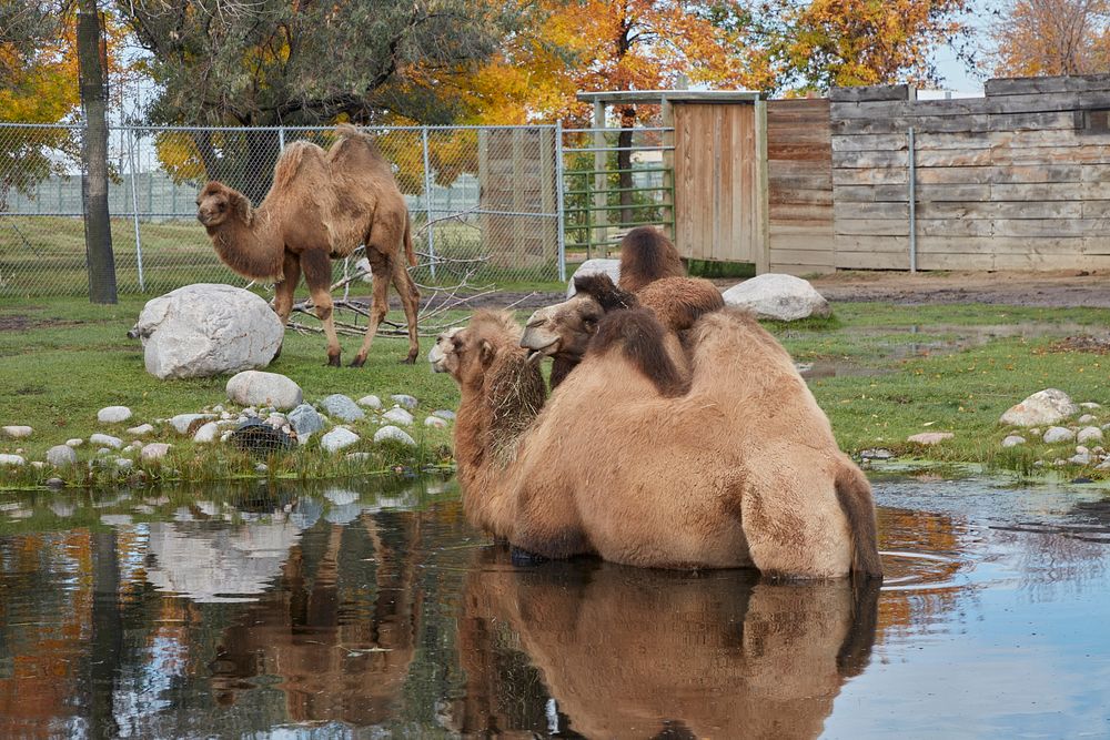                         Two camels in a pond, and a young one nearby, at the Red River Zoo, a nonprofit zoological park that…