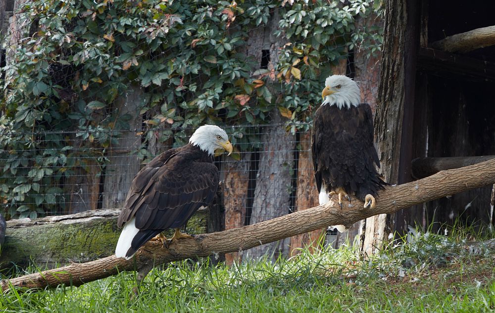                         Bald eagles (which are not bald) at the Red River Zoo, a nonprofit zoological park that opened in…