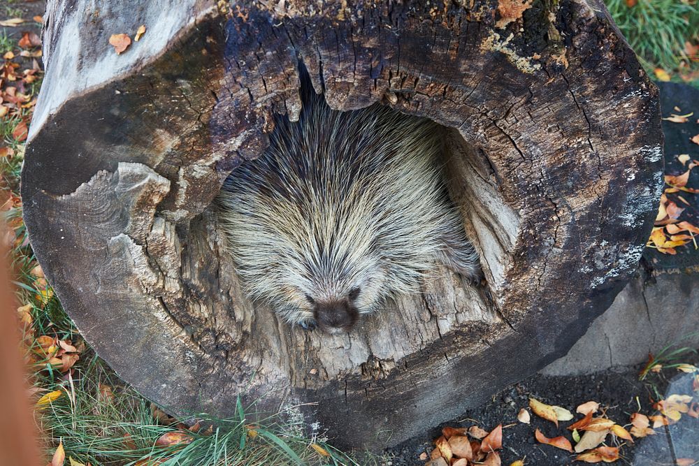                         A prickly-quilled North American porcupine hangs out in a rotted log at the Red River Zoo, a…