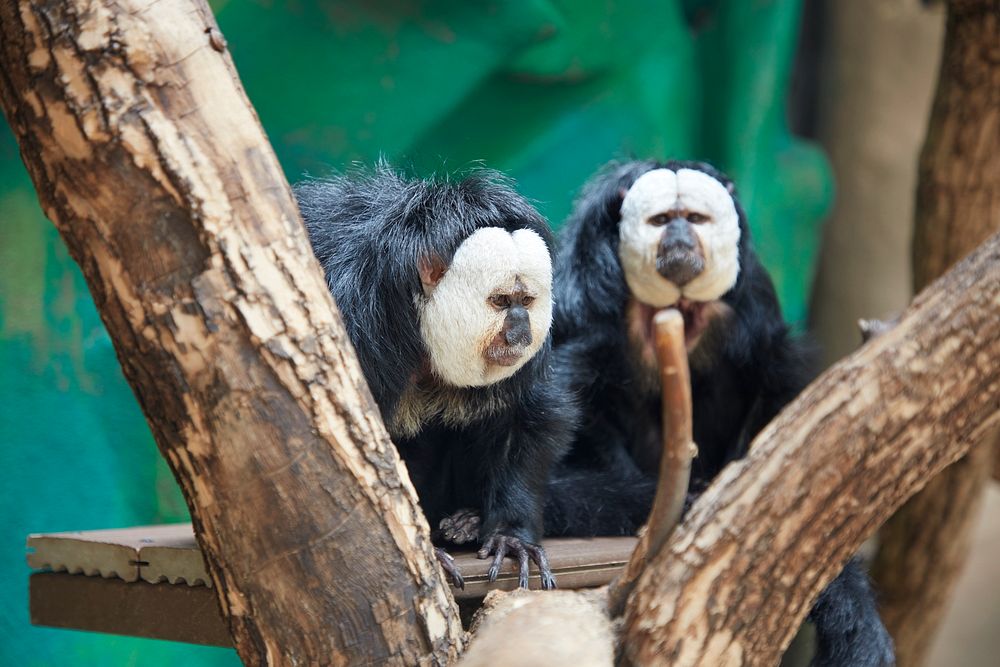                         A white-faced saki, an energetic monkey species native to South America (sakis can bound up to 30…