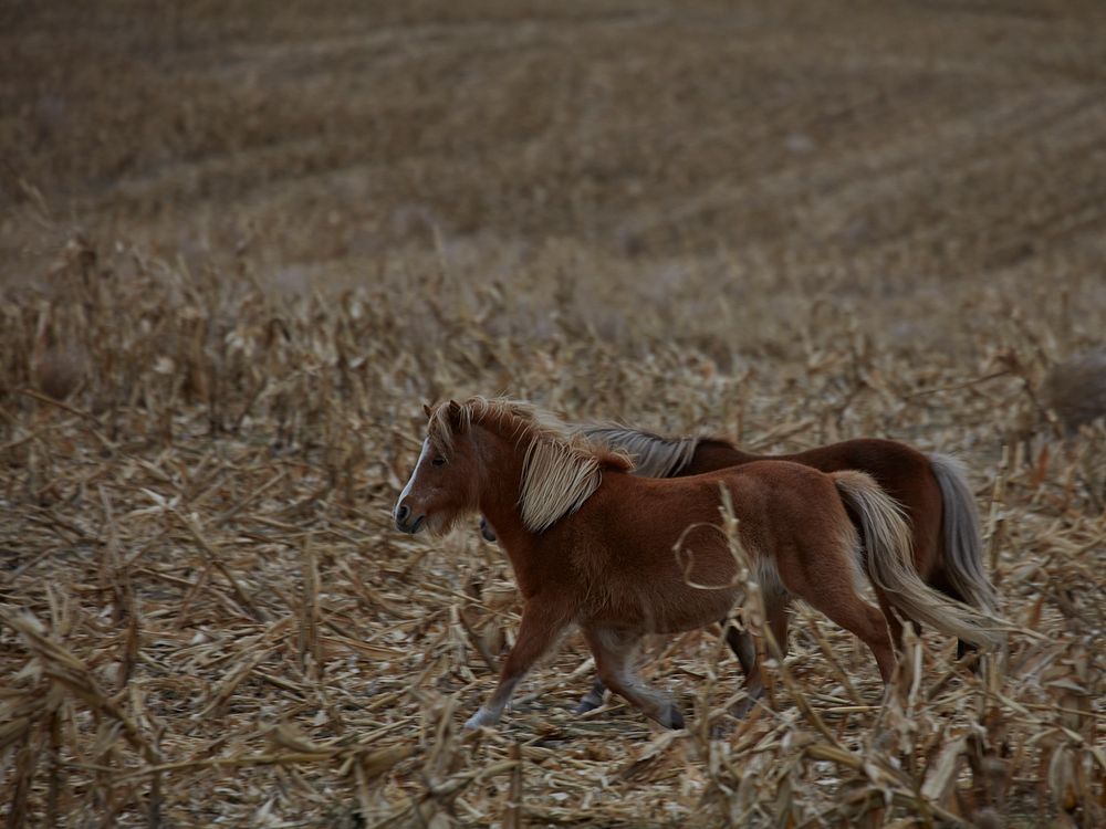                         Ponies run in a field in late fall near Oberon, North Dakota                        