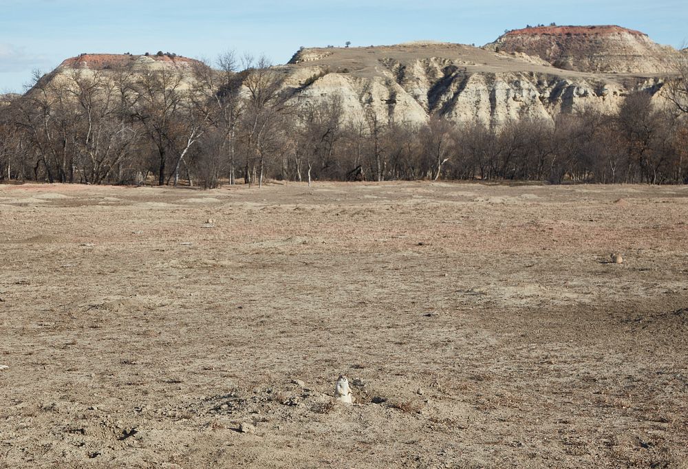                         A prairie dog observes the terrain atop its escape hole at Theodore Roosevelt National Park near…