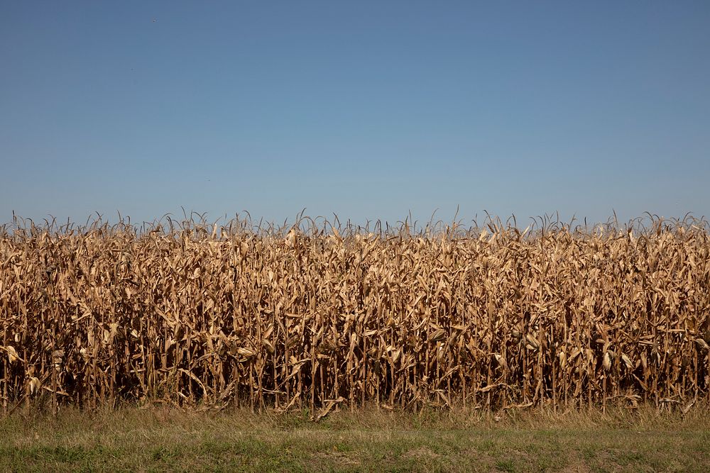                         A cornfield near Minden, Nebraska                        