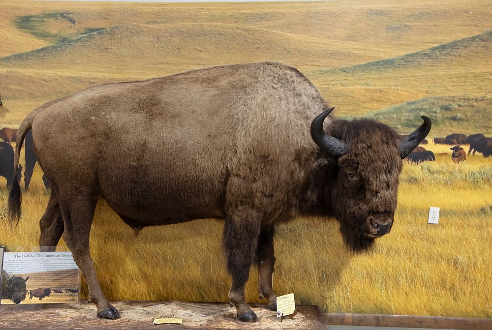                         A buffalo, or American bison, taxidermy mount inside the Nebraska Prairie Museum in Holredge…