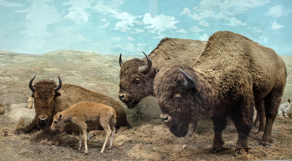                         A painting of plains buffaloes (or American bison) in the Hastings Museum in Hastings, a city in…