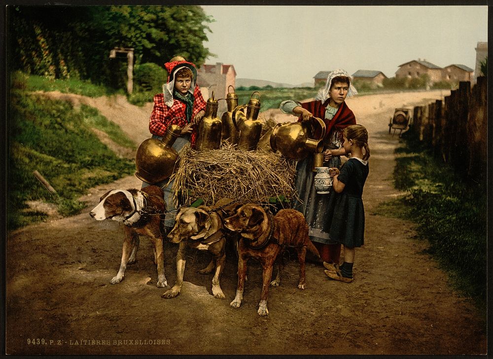 [Milksellers, Brussels, Belgium], [between ca. 1890 and ca. 1900].
