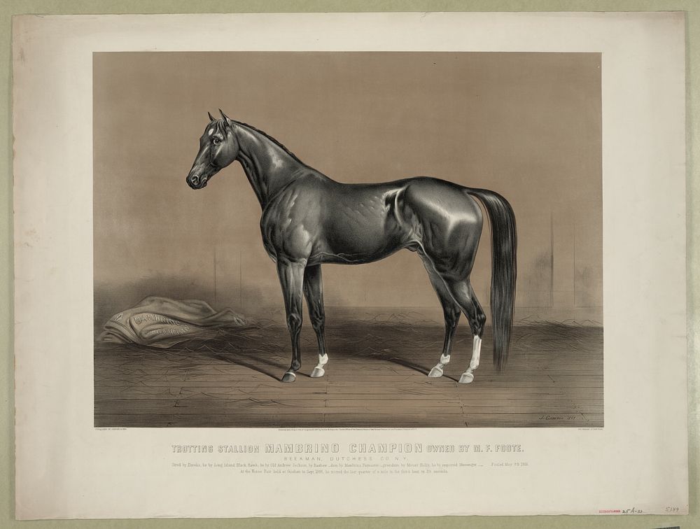 Trotting stallion Mambrino Champion owned by M.F. Foote, Currier & Ives.