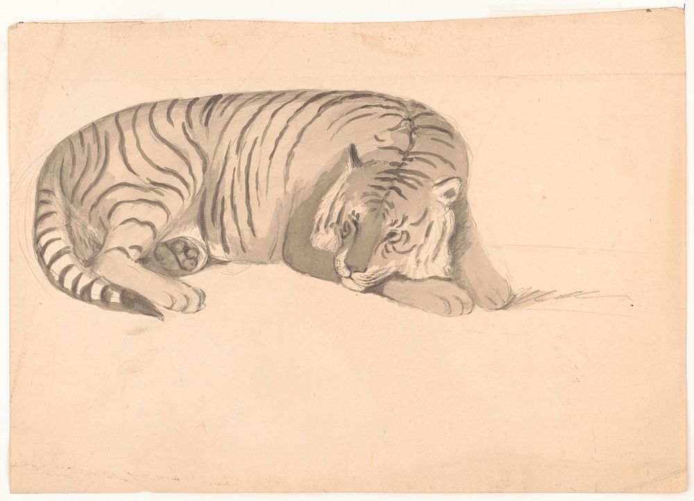 [Tiger, possibly a sketch for Schinz]