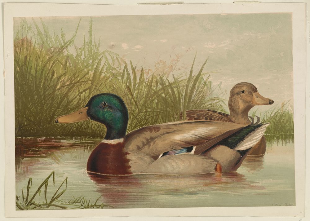 [Ducks on pond]